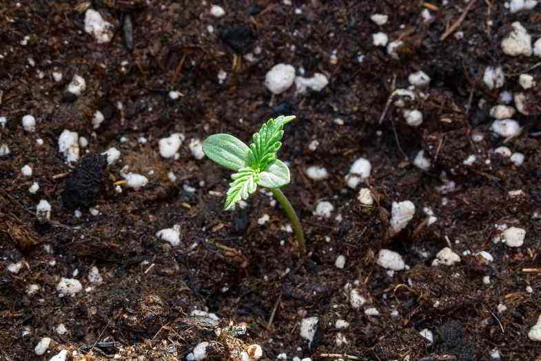 Autoflowering cannabis bud in the perfect substrate