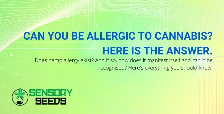 Does cannabis allergy exist?