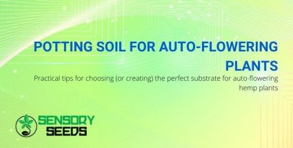 Choosing soil for auto-flowering hemp plants