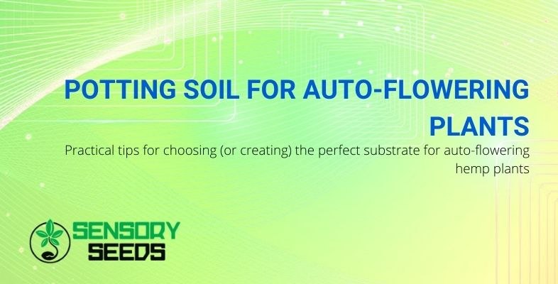 Choosing soil for auto-flowering hemp plants