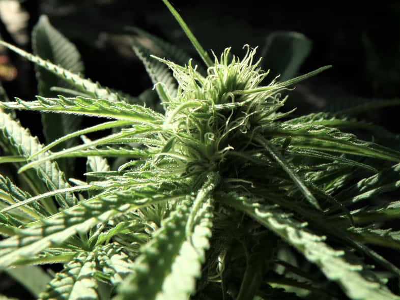 Autoflowering cannabis seed plant