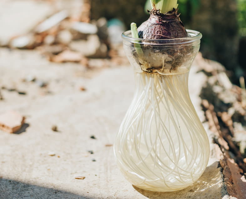 Bulb-with-healthy-root-system Bulb with healthy root system