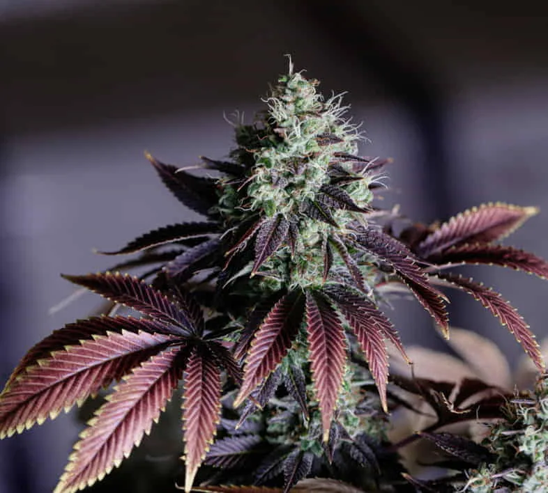 Inflorescence-of-an-auto-flowering-hemp-plant Inflorescence of an autoflowering hemp plant