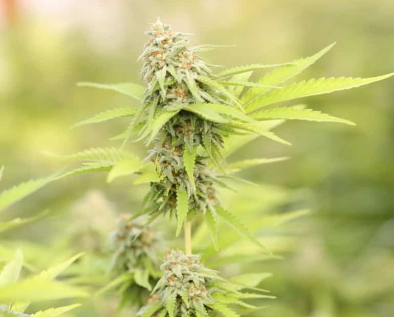 Top 5 Outdoor Autoflowering Cannabis