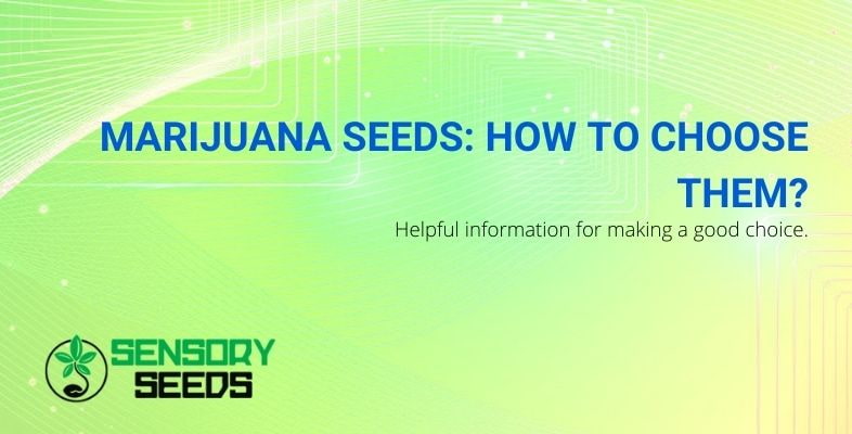How to choose marijuana seeds