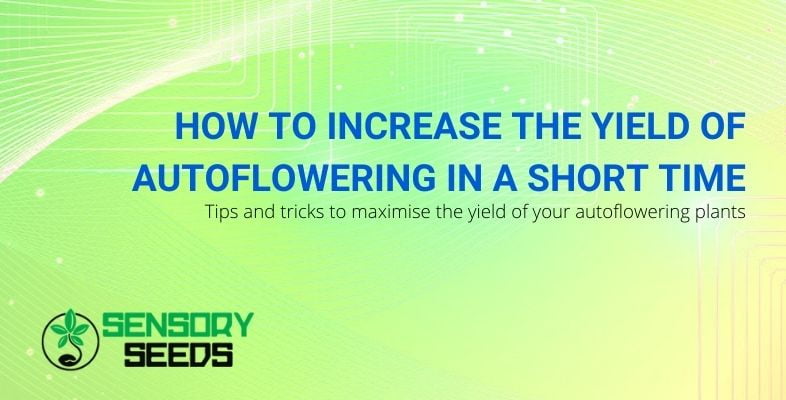 How to increase the yield of autoflowering