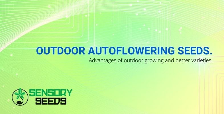 Outdoor autoflowering seeds: varieties and advantages