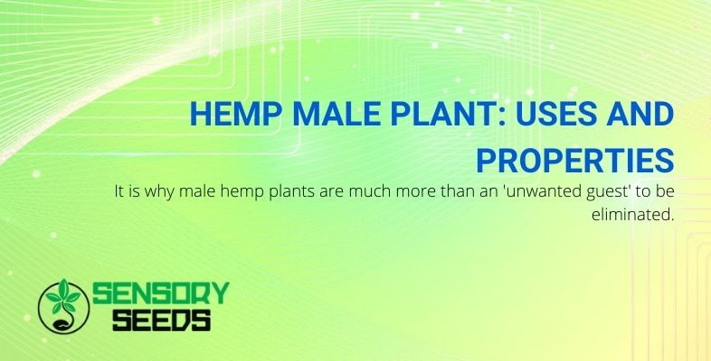 Use and properties of the hemp plant male