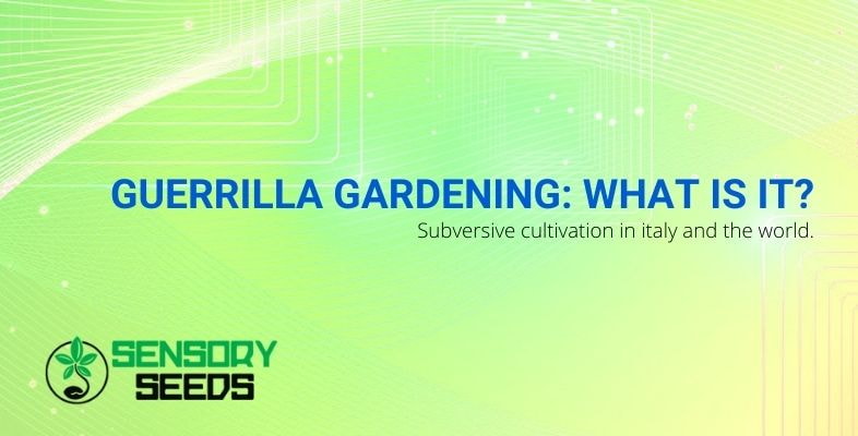 What is Guerrilla gardening?