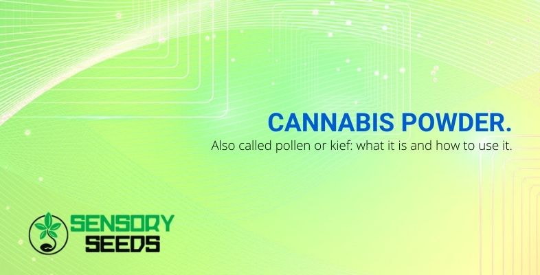 What is cannabis powder and uses