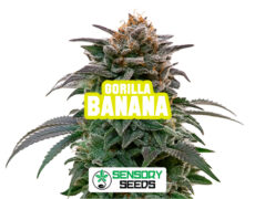 Resinous bud of the Gorilla Bananastrain by Sensoryseeds