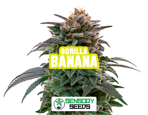 Resinous bud of the Gorilla Bananastrain by Sensoryseeds