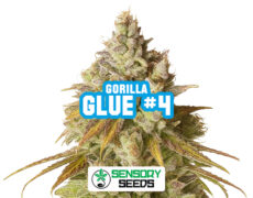 Resinous bud of the Gorilla Glue #4strain by Sensoryseeds
