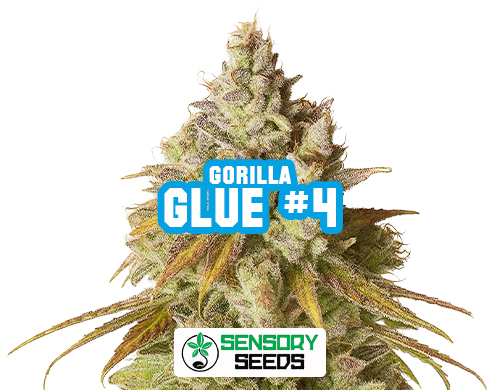 Resinous bud of the Gorilla Glue #4strain by Sensoryseeds