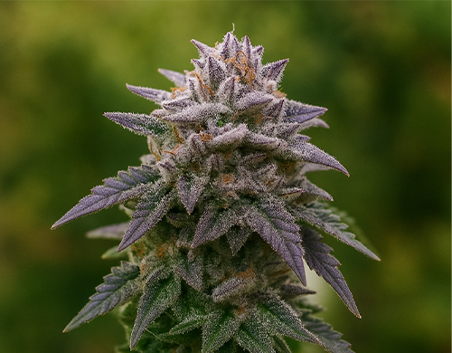 Outdoor-grown Gorilla Rainbowplant in flowering stage