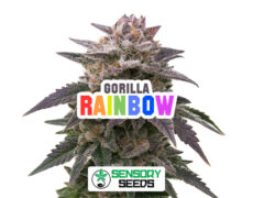 Resinous bud of the Gorilla Rainbowstrain by Sensoryseeds