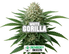 Resinous bud of the Gorilla Whitestrain by Sensoryseeds