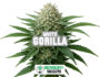 24088 Resinous bud of the Gorilla Whitestrain by Sensoryseeds