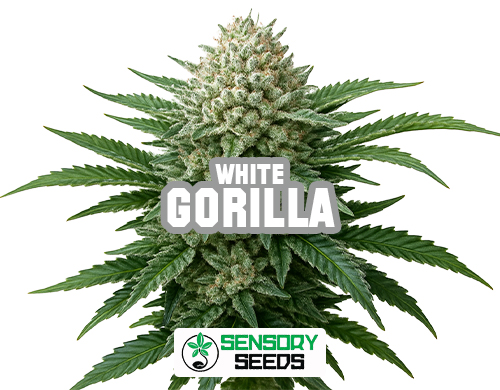 Resinous bud of the Gorilla Whitestrain by Sensoryseeds
