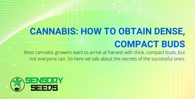 How to obtain compact and dense cannabis buds