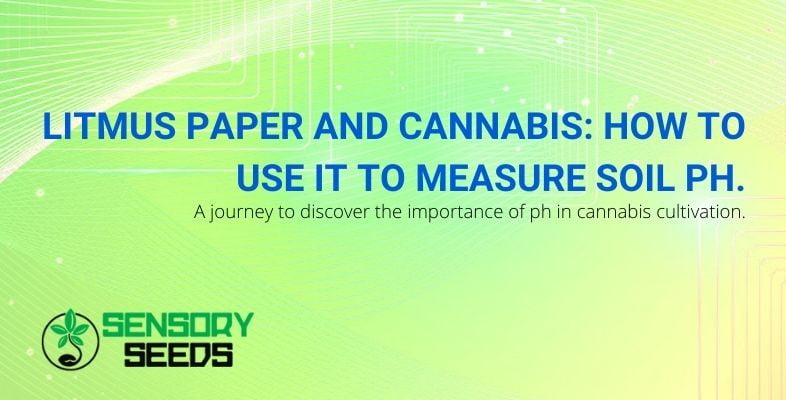 How to use litmus paper to measure the pH of cannabis soil
