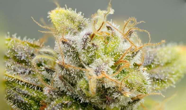 Pistils in an autoflowering plant