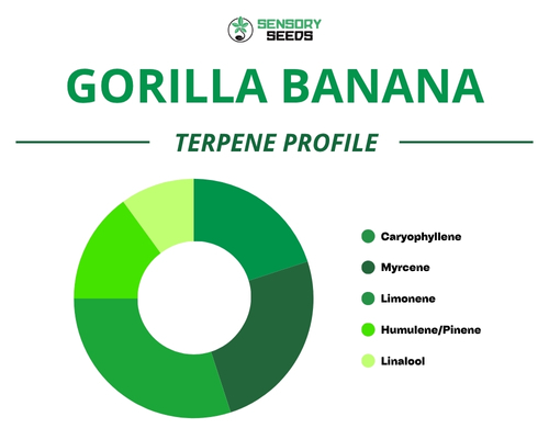 Pie chart of the terpene profile of the Gorilla Bananastrain
