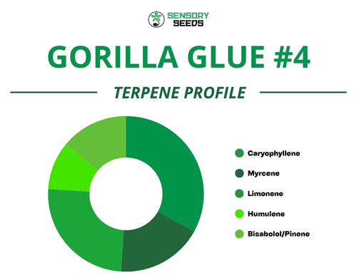 Pie chart of the terpene profile of the Gorilla Glue #4strain