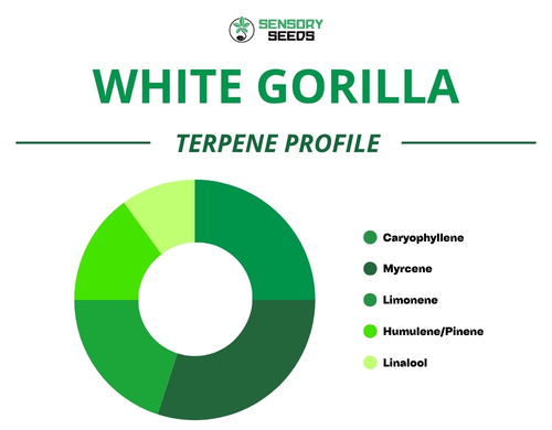 Pie chart of the terpene profile of the Gorilla Whitestrain
