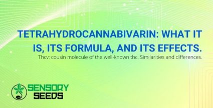 What is tetrahydrocannabivarin and its effects
