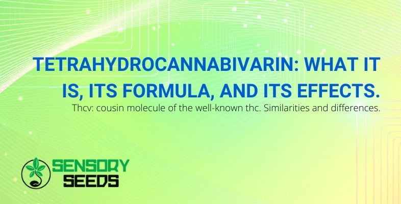What is tetrahydrocannabivarin and its effects