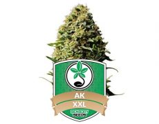 feminized-seeds-AK47