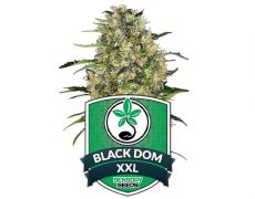 feminized-seeds-black-dom-xxl