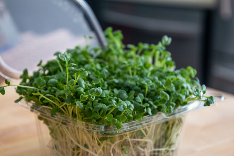 Germination method with blotting paper in plastic box