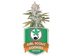 feminized-seeds-girl-scout-cookies