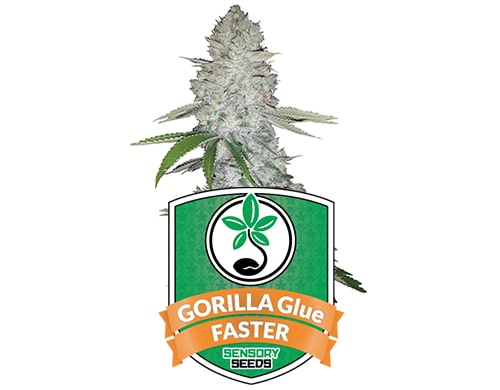 Gorilla Glue Fast Flowering Seeds