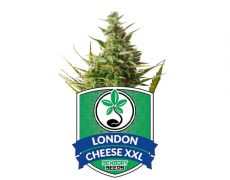 feminized-seeds-london-cheese