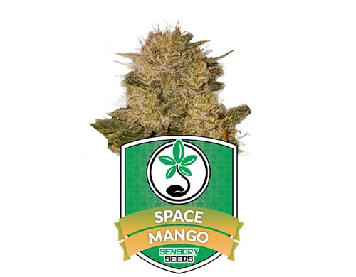 feminized-seeds-space-mango