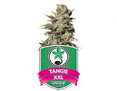 feminized-seeds-tangie-auto