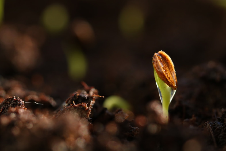 Twinned seed in growing medium