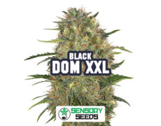Resinous bud of the Black Dom XXL strain by Sensoryseeds