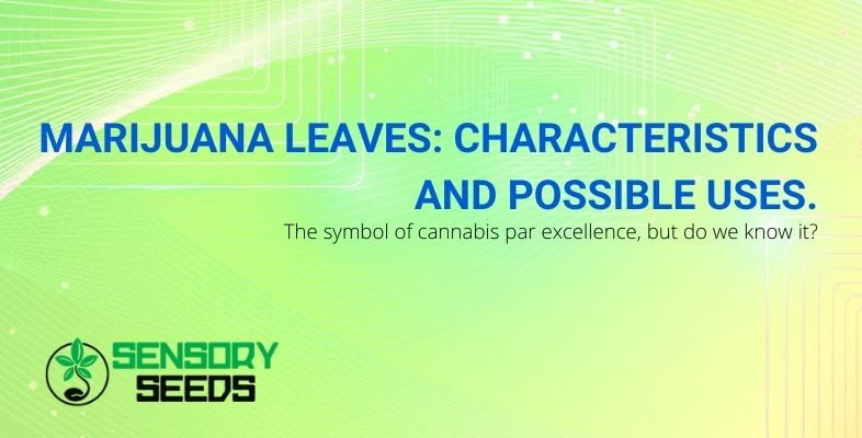 Characteristics and uses of marijuana leaf