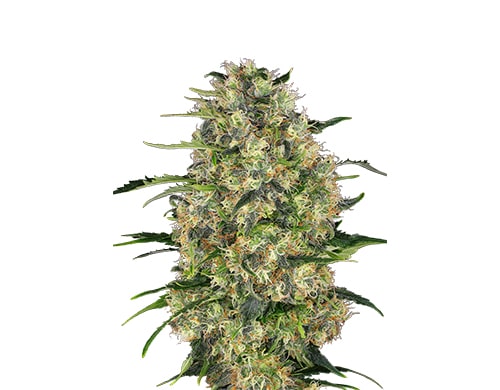 feminized-seeds-black-dom-xxl