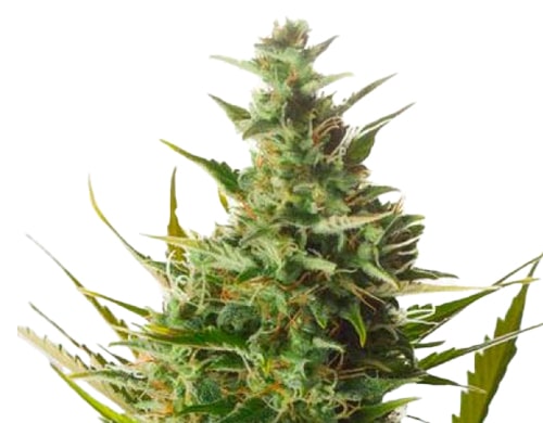feminized-seeds-london-cheese