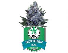 feminized-seeds-northern-light