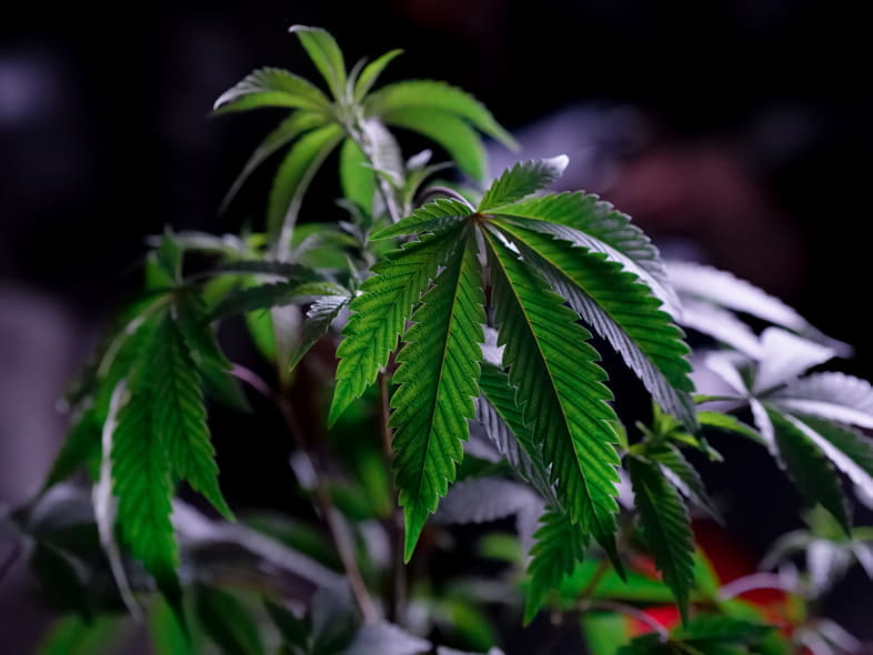 A healthy cannabis plant