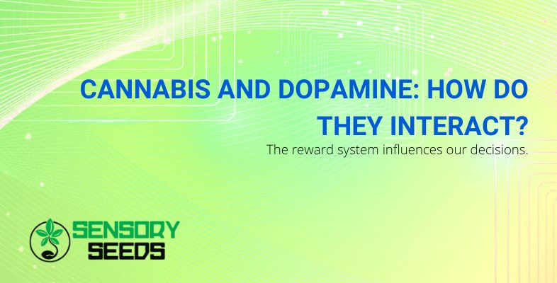 How do cannabis and dopamine interact together?
