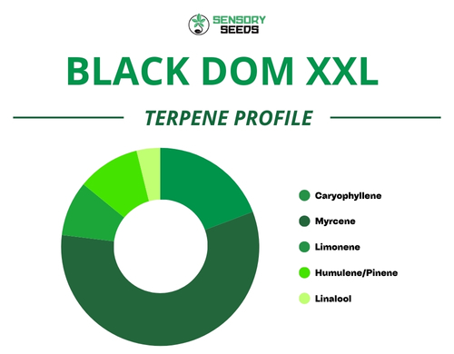 Pie chart of the terpene profile of the Black Dom XXL strain