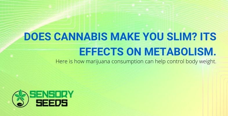 The effects of cannabis on metabolism