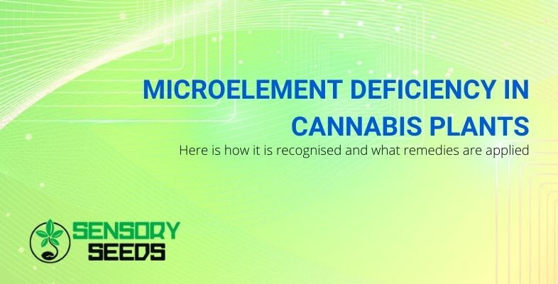 How to recognise and remedy microelement deficiency in cannabis